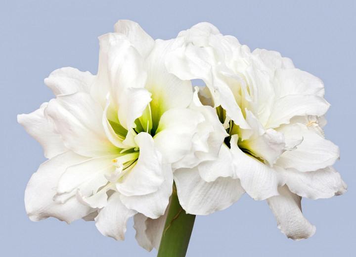Amaryllis Alfresco, Amarylis Bulbs, Hippeastrum Alfresco, Alfresco Amaryllis, Hippeastrum Bulbs, White Flowers, White Amaryllis